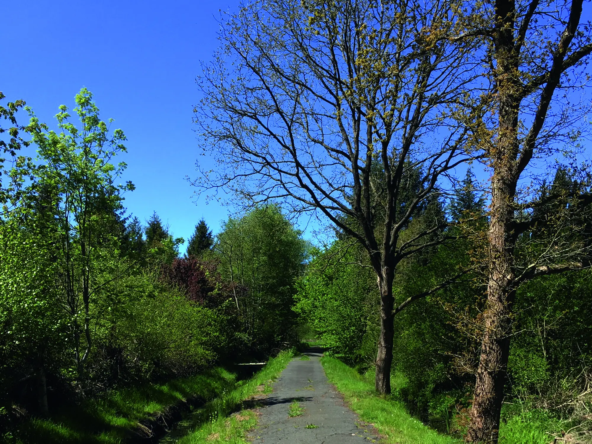 Von Bäumen gesäumter Fußweg