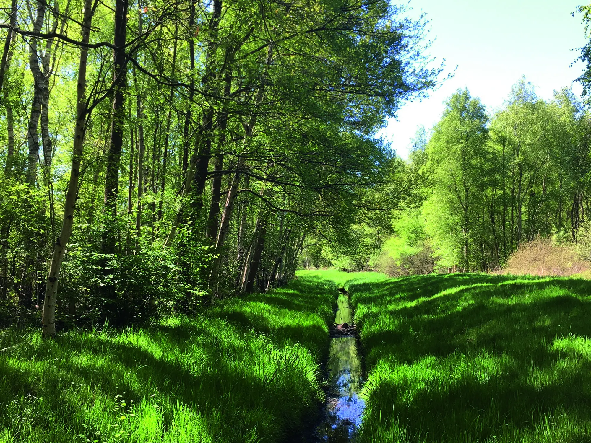 Wasserführender Graben inmitten von Wiesen und Bäumen