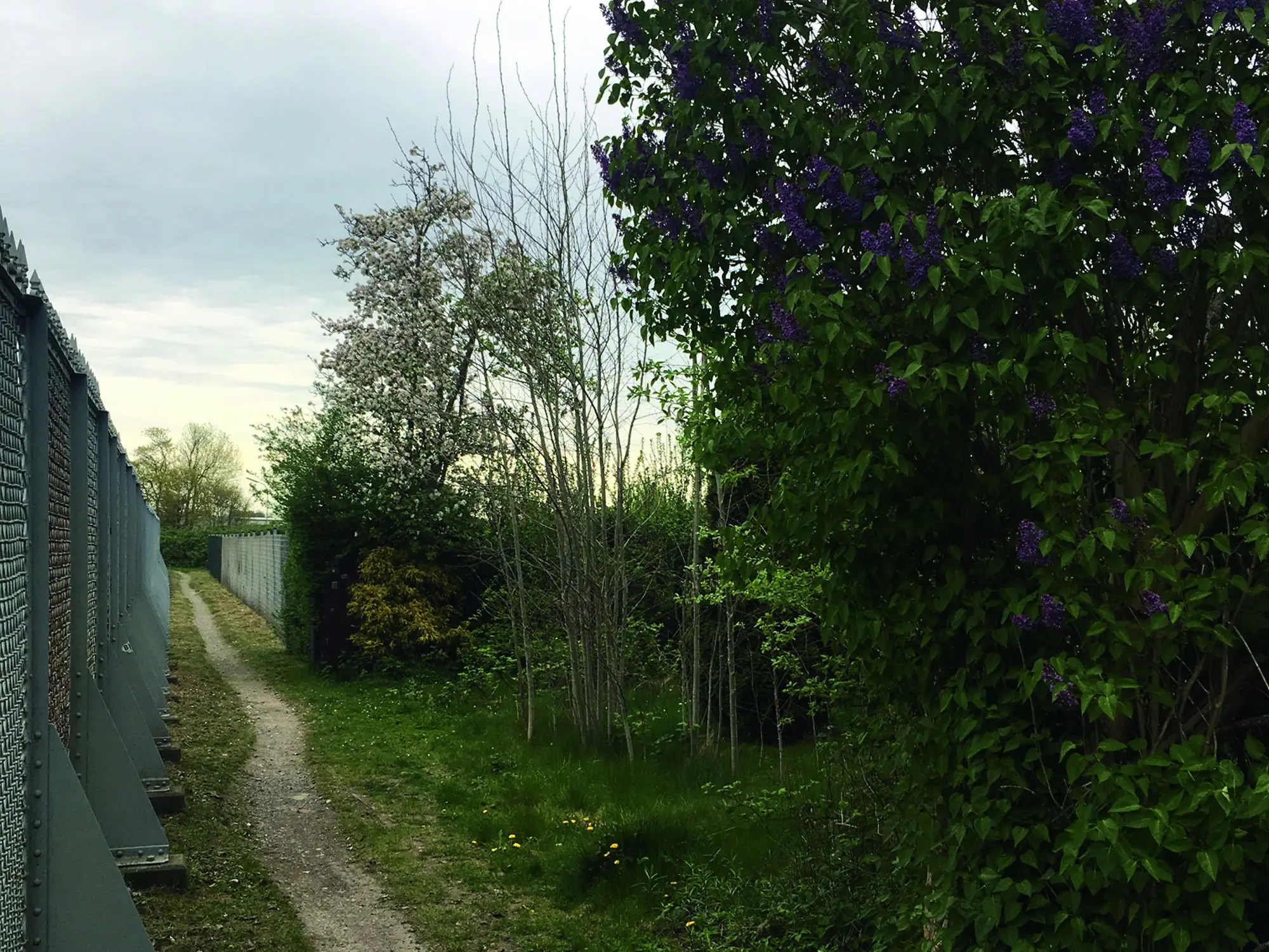 Fußpfad entlang einer Lärmschutzwand mit viel Grün am Wegesrand