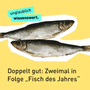 Text "unglaublich wissenswert - Doppelt gut: Zweimal in Folge Fisch des Jahres" vor zwei Heringen