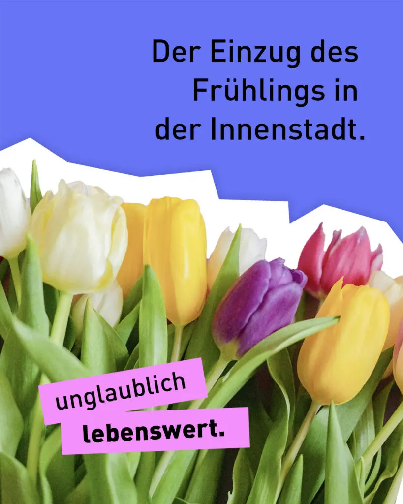 Bunte Tulpen