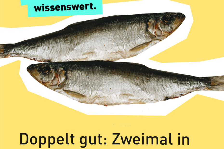 Text "unglaublich wissenswert - Doppelt gut: Zweimal in Folge Fisch des Jahres" vor zwei Heringen