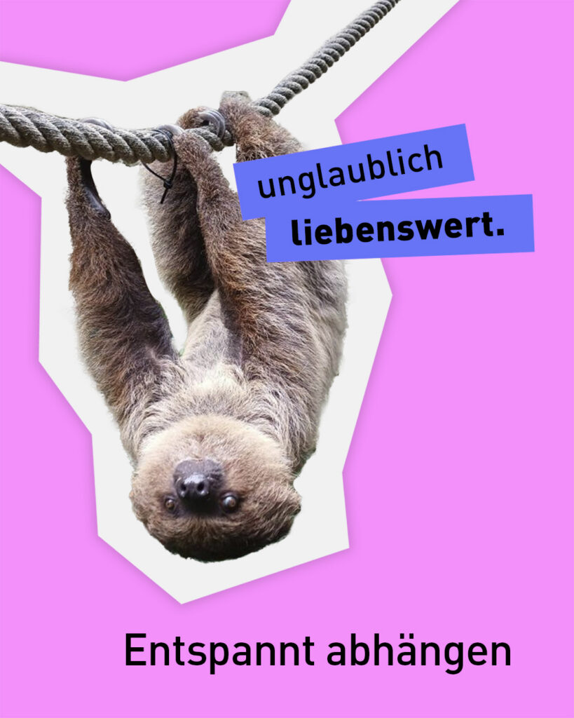 Das Faultier Horst im Zoo am Meer